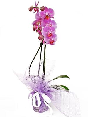 zel sevenlere - Canl saksda orkide iei Ankara ieki maazas