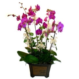 ankara ieki firmas 4 adet saks orkide iei grsel orkideler Ankara ieki maazas
