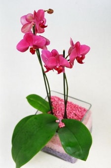1 adet saksda bitki orkide ankarada iek yolla Ankara ieki maazas