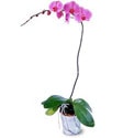 deerli bitkiler - salon bitkisi saksda orkide Ankara online ieki , iek siparii