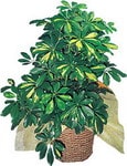 yeil kalan bitkiler - salon bitkisi Schefflera gold Ankara online ieki , iek siparii